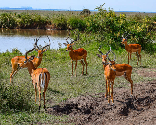 1 day safari nairobi price, best one day trip cost  2026