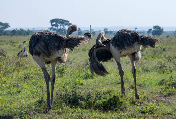 2 Day Nairobi + Aberdare Ranges Safari  2026