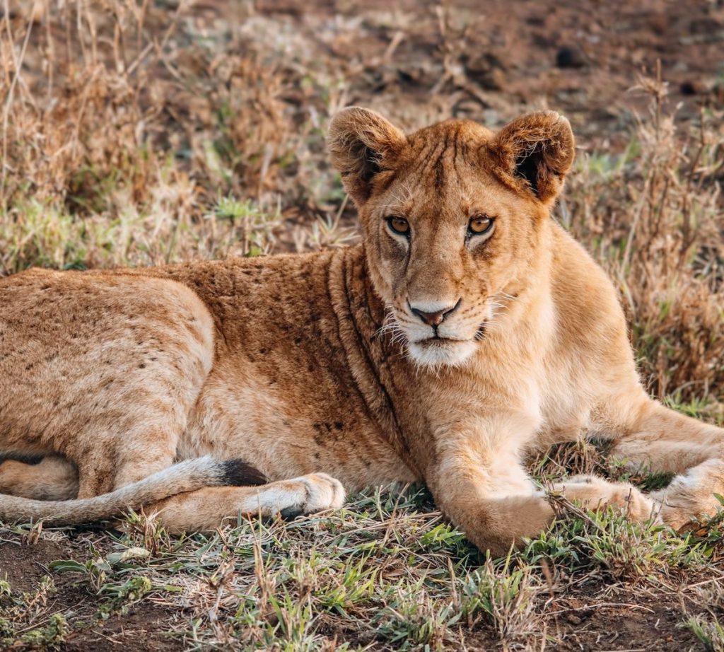 7 days safari