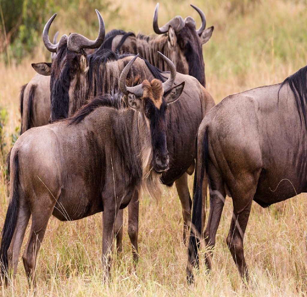 7-day Serengeti Migration Safari
