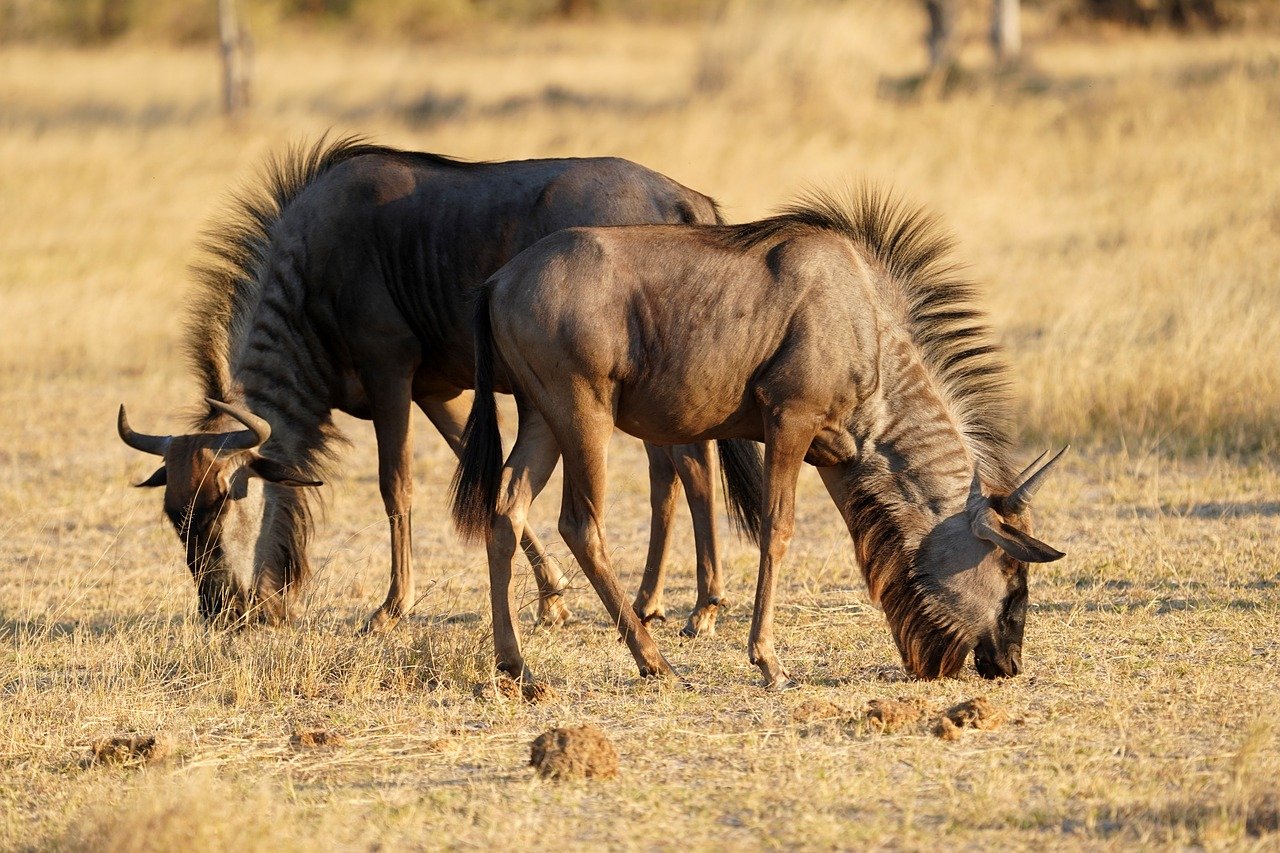 Best Safari to Serengeti from Dar es Salaam