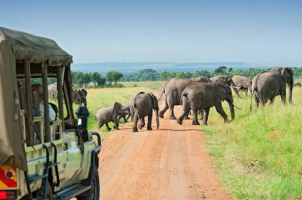 A luxury safari in Tanzania is the ultimate African experience