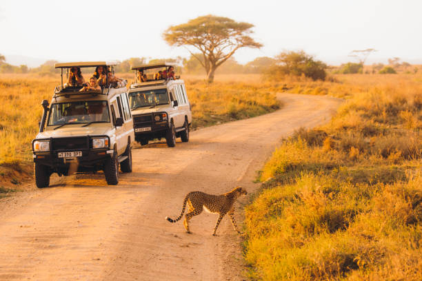 6 Days Machame Route and 5 Days Tanzania Midrange Safari topguideadventures.com