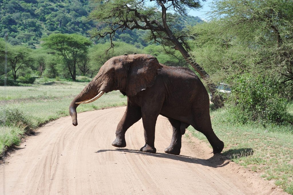 Kilimanjaro + Safari Combo Trip