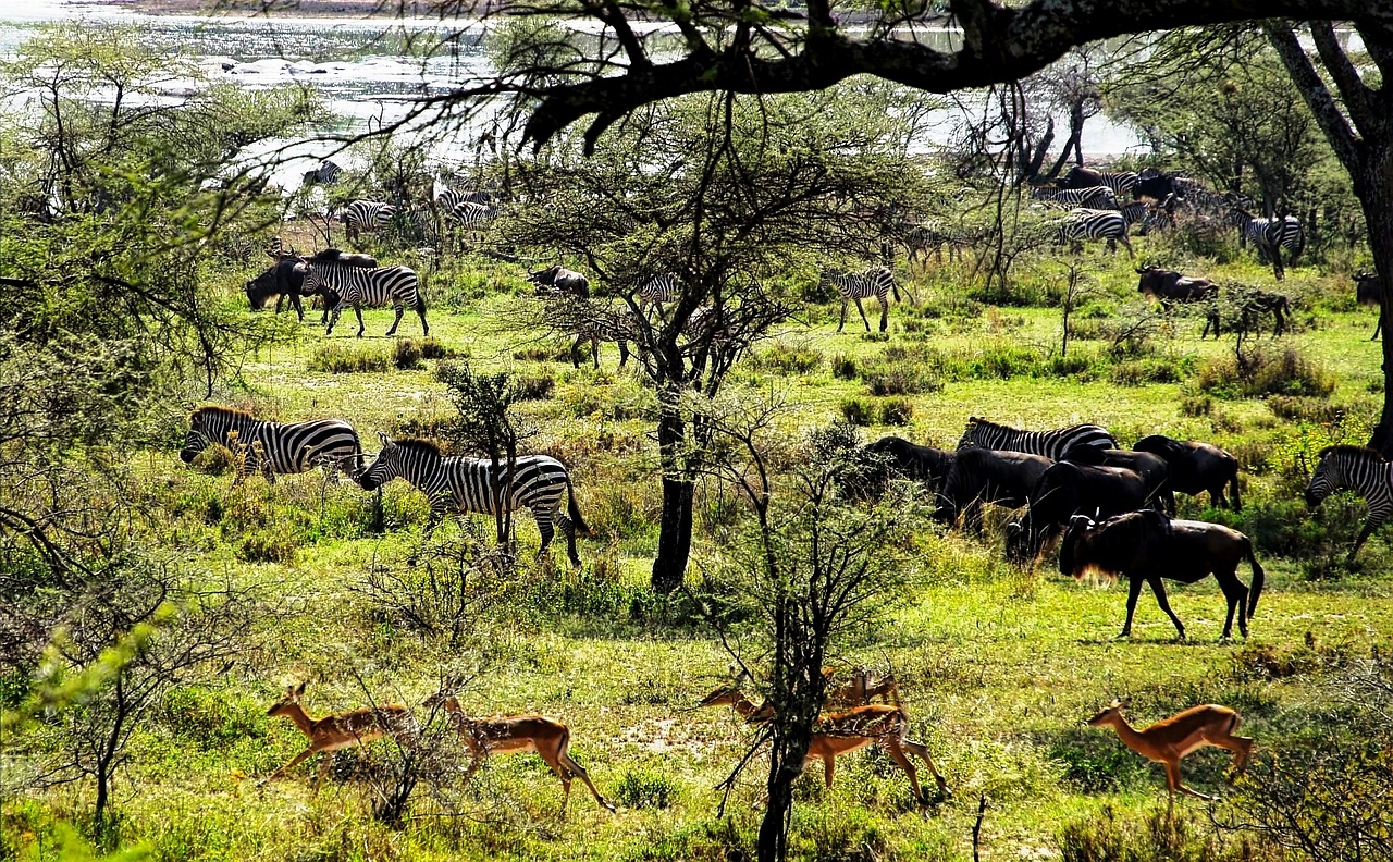 Where Is Kijereshi Game Reserve Located?